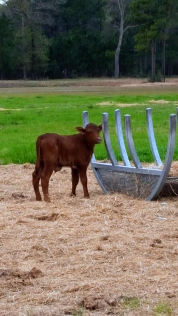 Adorable brown baby calf standing by a hay feeder in the green pasture on the Magnolia Manor grounds