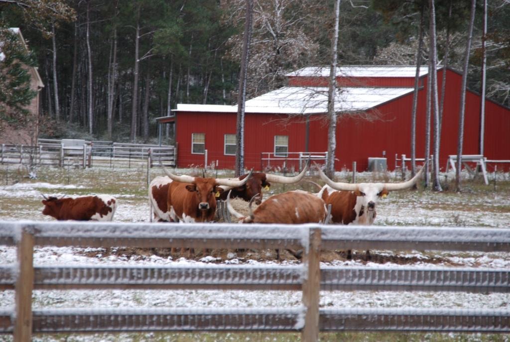 Texas longhorn cattle in a snowy pasture with a red barn and pine trees in the background