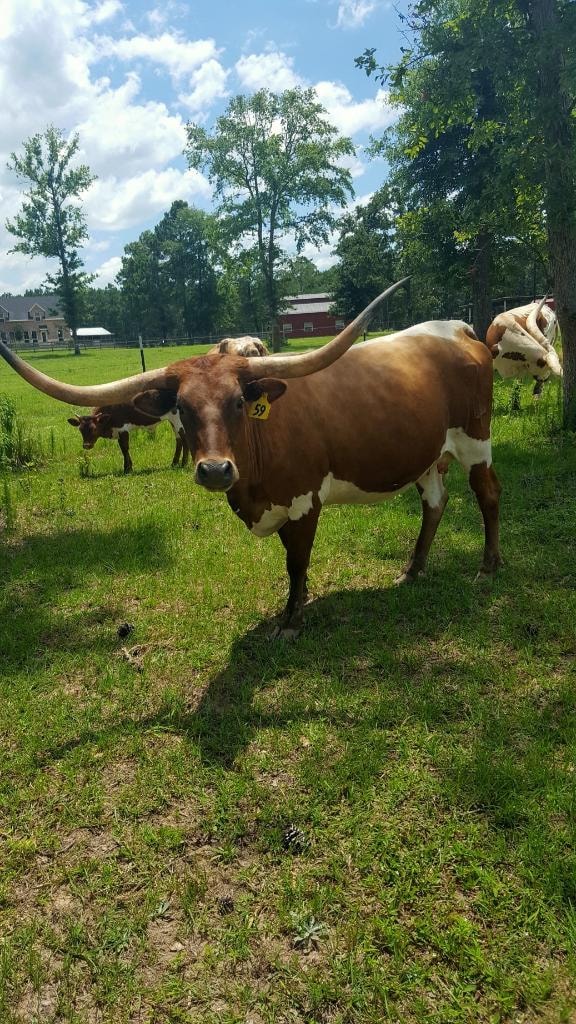 Texas longhorn cattle grazing in the green summer pasture on the Magnolia Manor grounds